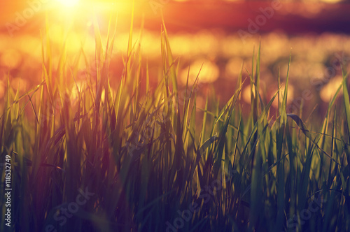 Green grass background with sun beam