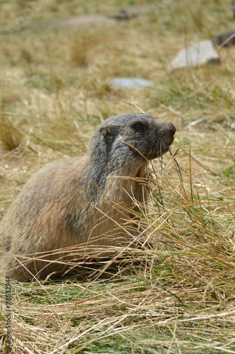 Marmotte