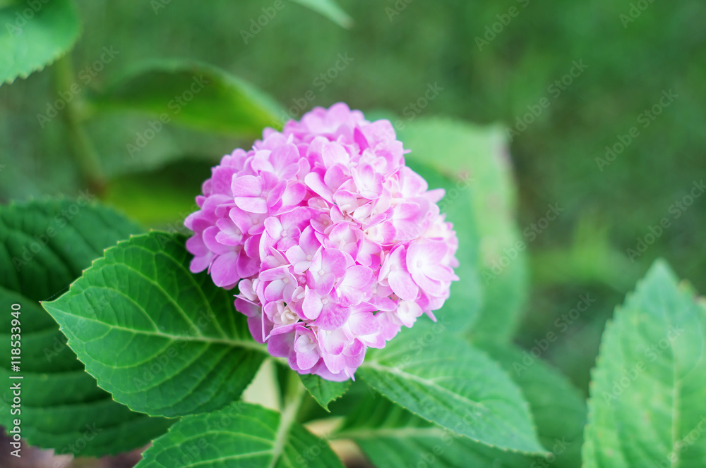 Pink hydrangea in the garden.