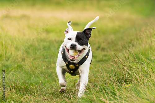 Fototapeta Naklejka Na Ścianę i Meble -  Energetic Staffordshire Bull Terrier Dog running in field with a ball in mouth.