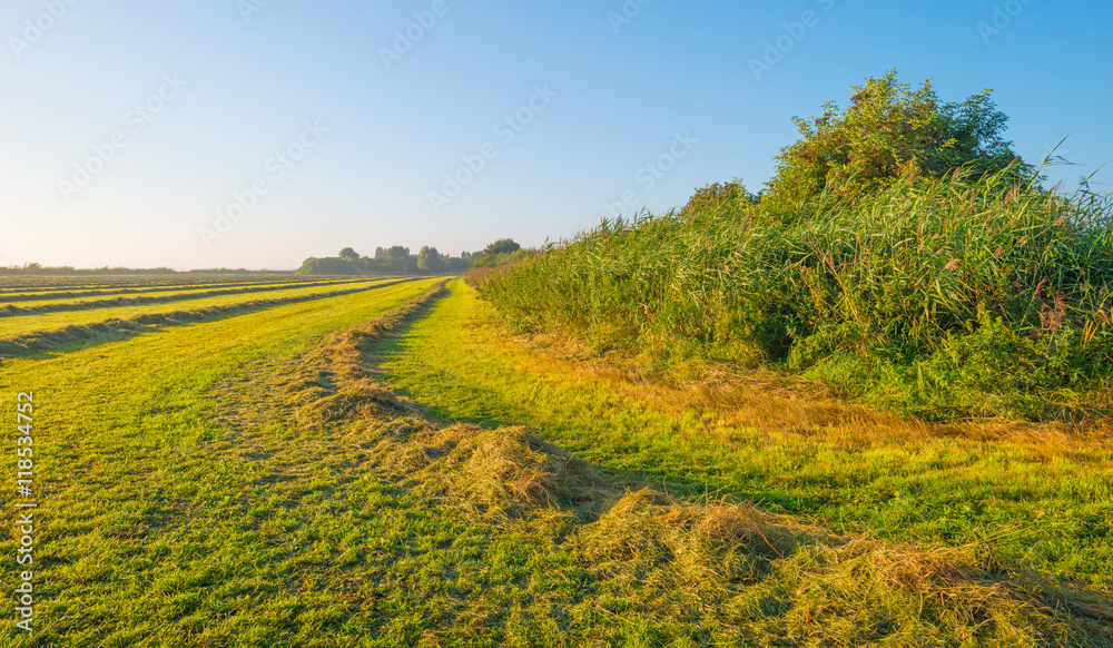 Sunrise over a meadow in summer