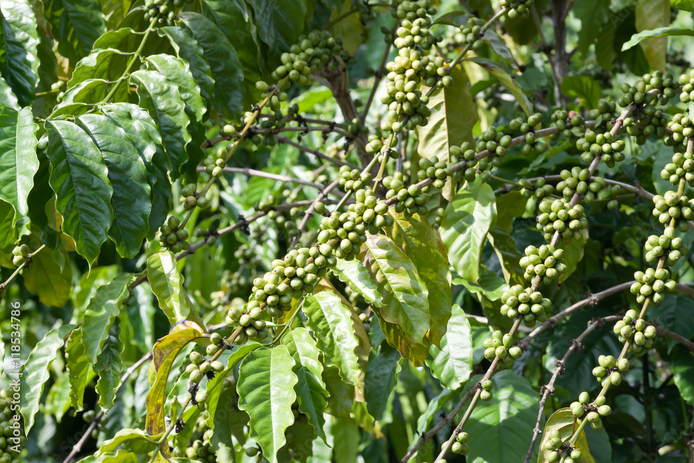 Coffee beans on tree Coffee beans on tree
