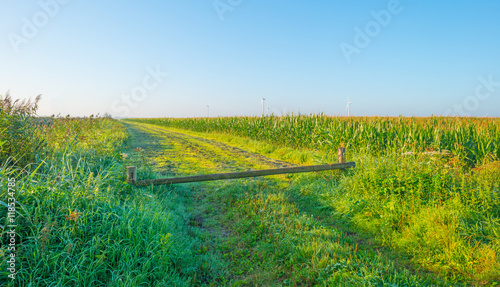 Field with corn in summer