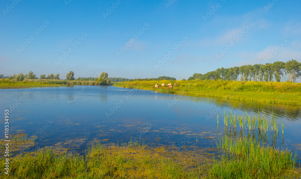 Shore of a lake in summer morning