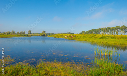 Shore of a lake in summer morning