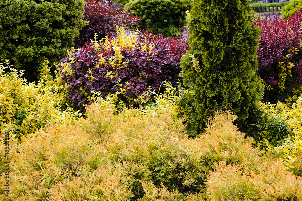 Obraz premium ornamental shrubs in the park