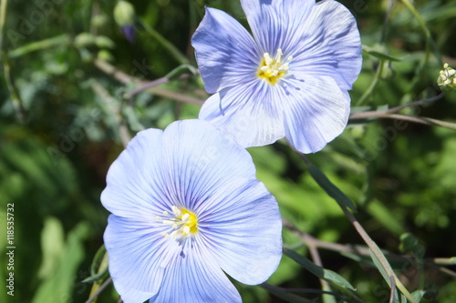 Lein-Linum usitatissimum photo