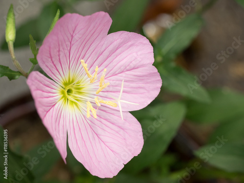 evening primrose