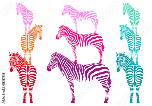 colorful zebras, vector set