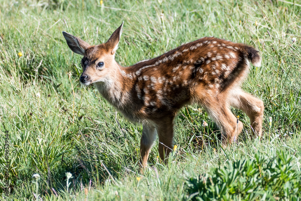 Mule Deer Fawn Mule Deer Fawn