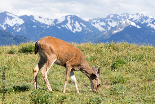 Mule Deer Doe Grazes in the Olympic Mountains