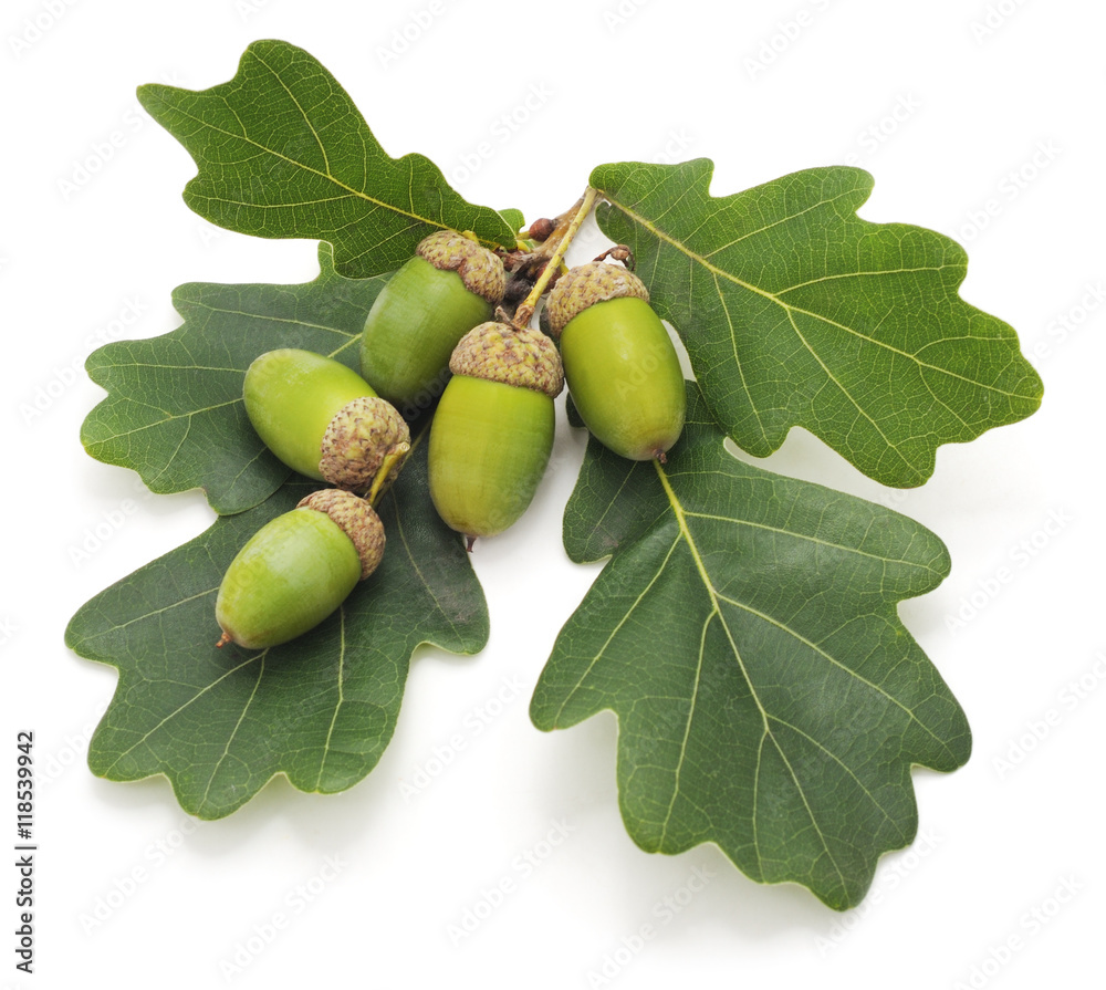 Obraz premium Green acorns.