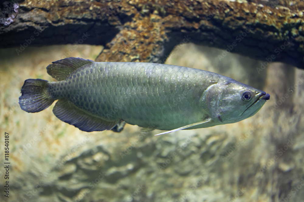 Gulf saratoga (Scleropages jardinii) Gulf saratoga (Scleropages jardinii)