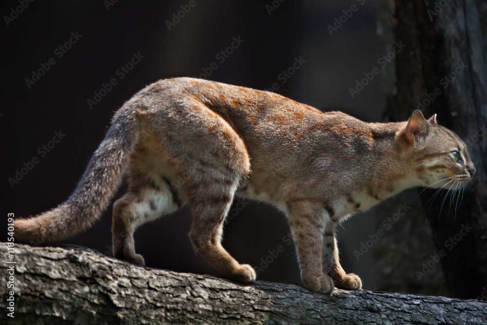 Rusty spotted cat australia outlet