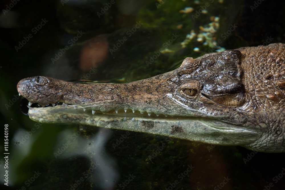 Naklejka premium Slender-snouted crocodile (Mecistops cataphractus).