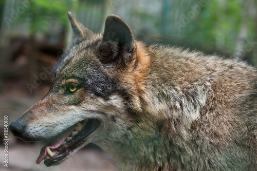Eurasian wolf  Canis lupus lupus .
