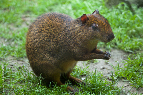 Central American agouti (Dasyprocta punctata) photo