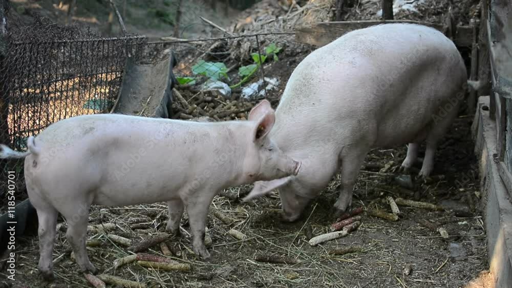 Baby pig with mother on traditional livestock farm. Pig farming. Baby pig with mother on traditional livestock farm. Pig farming.