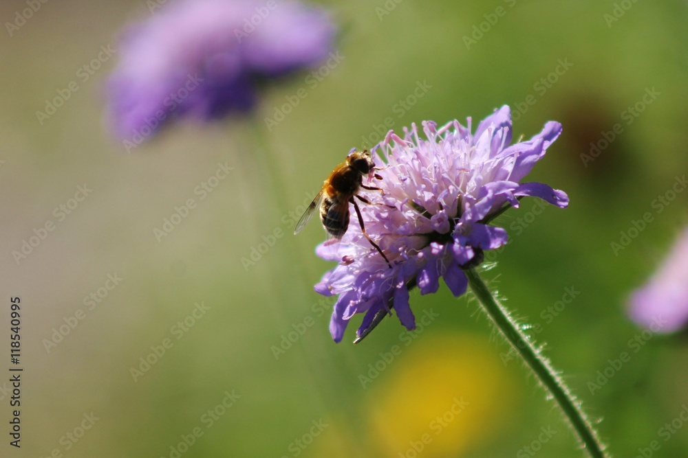 Fototapeta premium Biene auf Blume