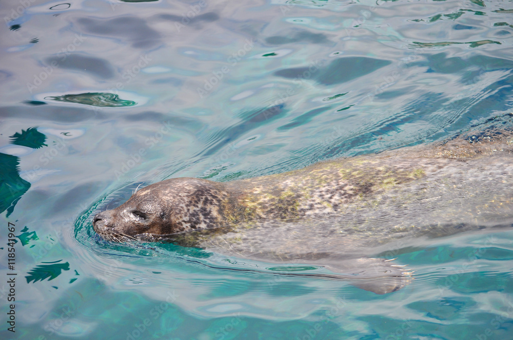 Obraz premium Otary mammal animal