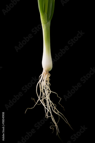Green onion isolated on the color background
