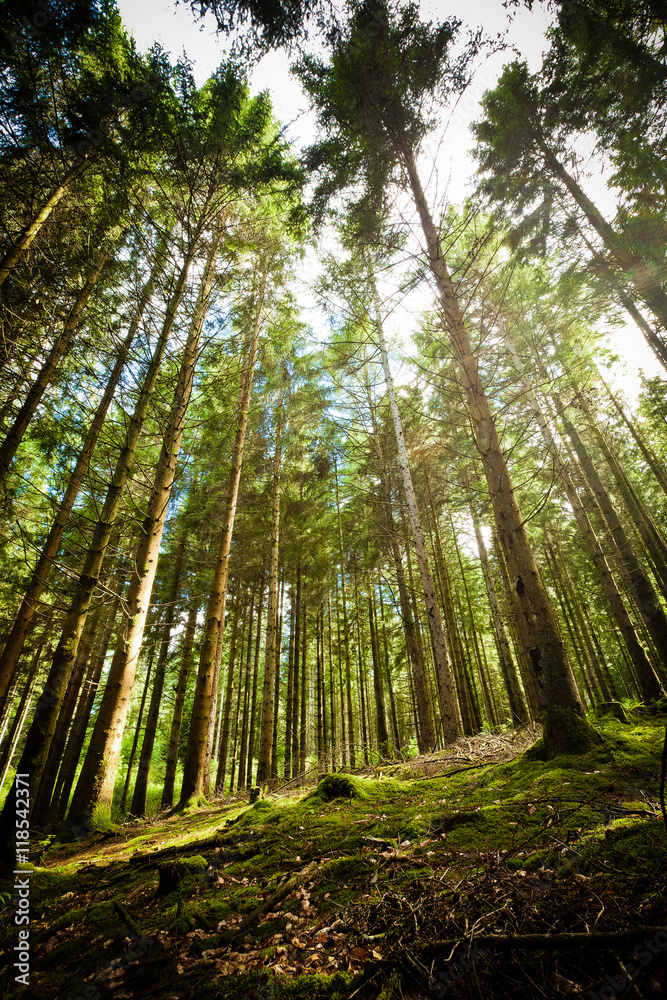 Forêt de sapin dans le Parc Régional du Morvan - forêt du Haut Folin