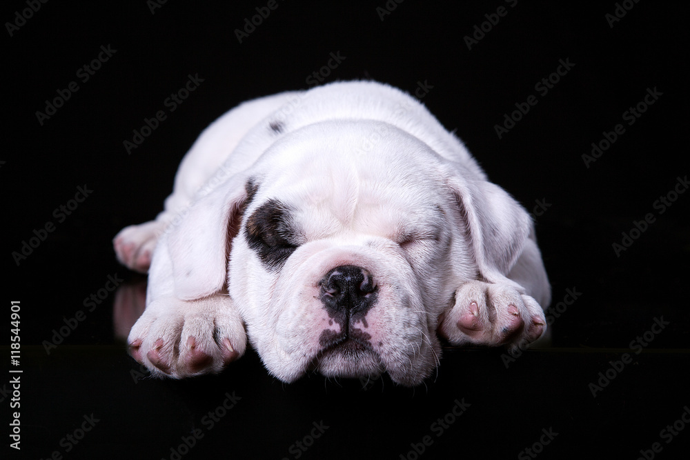 bull dog puppy, lying front side