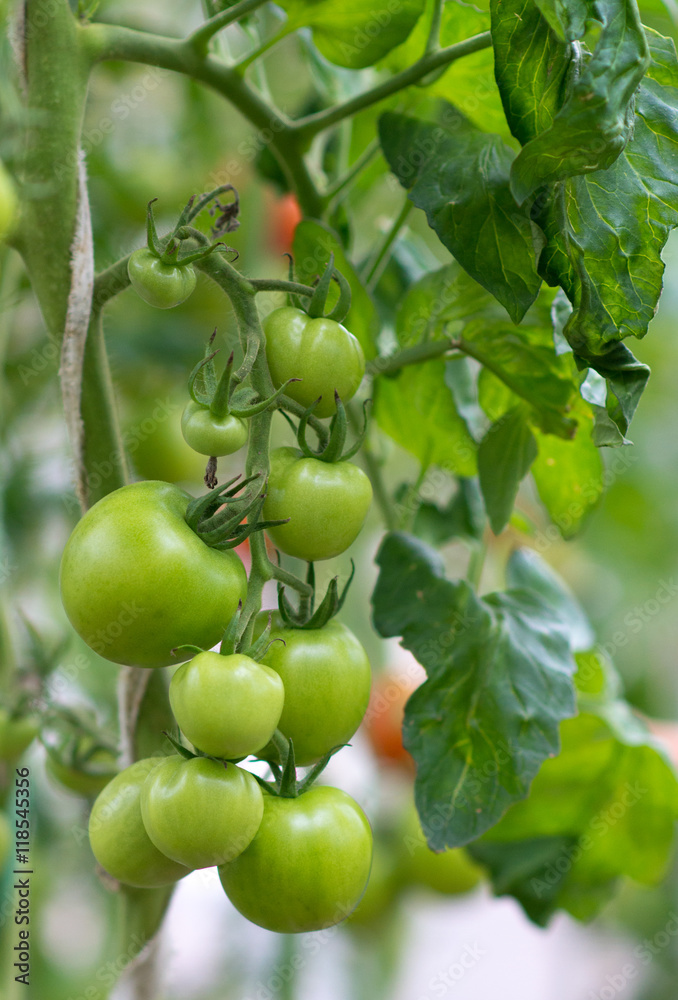 Bunch of green tomatoes on a branch. Bunch of green tomatoes on a branch.