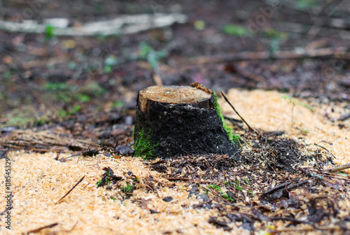 Deforestation. Problem of the 21st century.