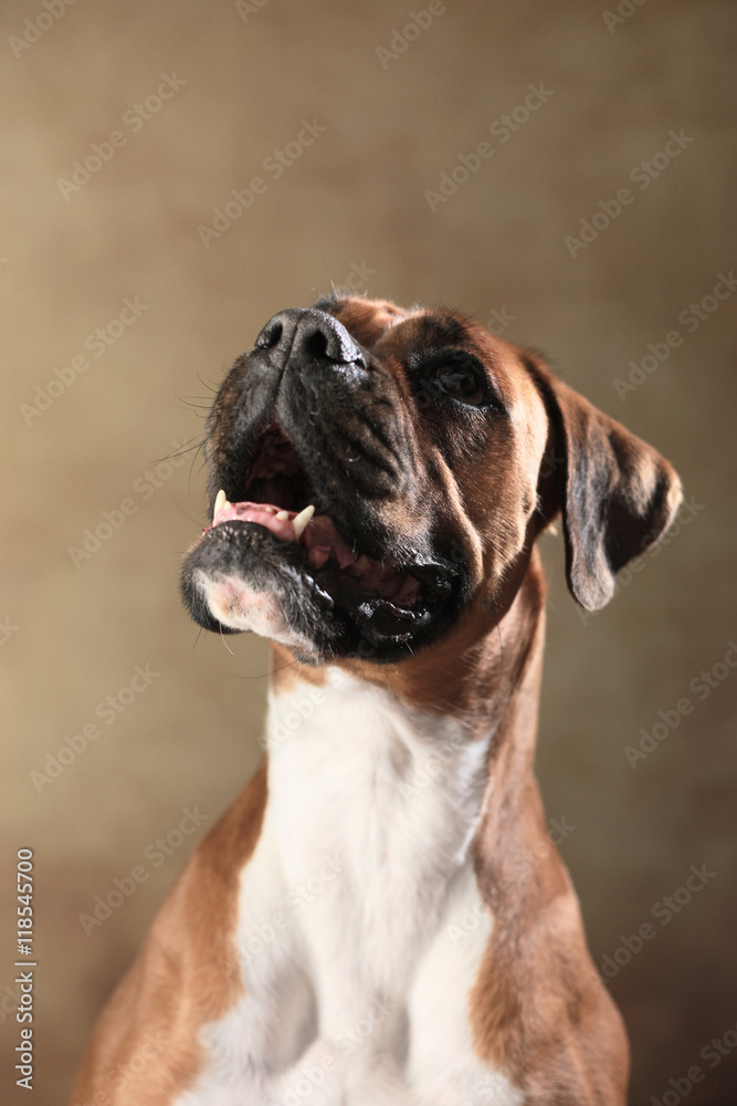 Boxer Hund Portrait