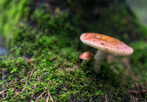 Red toadstool in the forest after the rain.