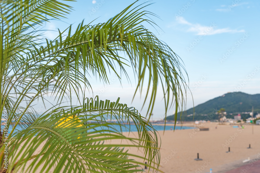 Naklejka premium Palm Tree at the Beach and Blue Morning Sky