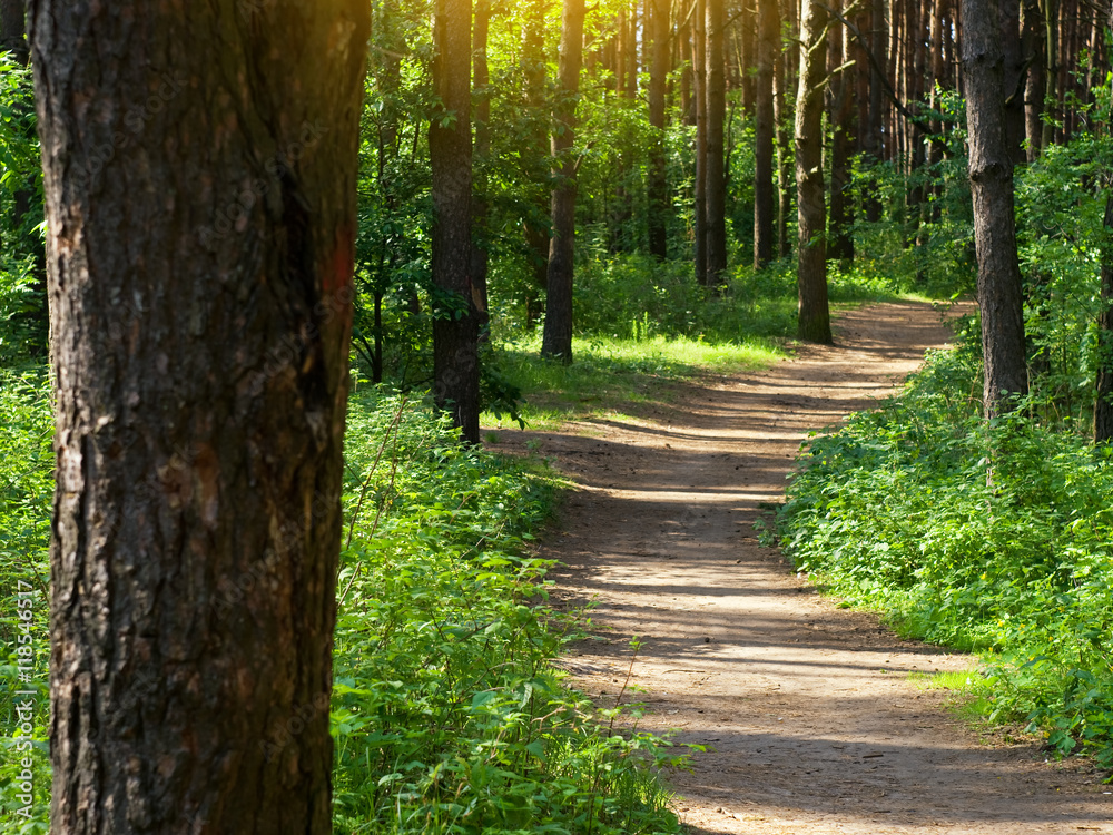 Obraz premium shadowed forest