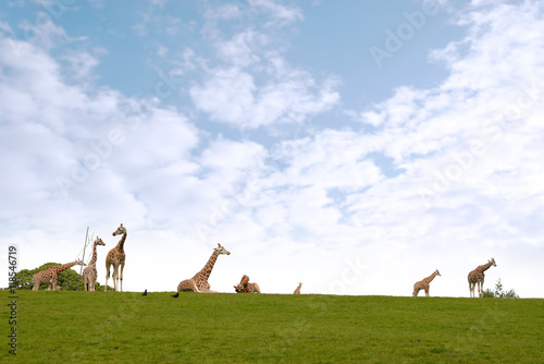 giraffe herd gathering in the grass