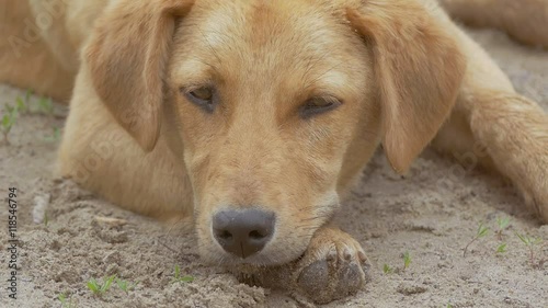 Wallpaper Mural red dog napping slow motion video Torontodigital.ca