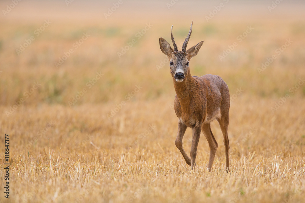 Obraz premium Chevreuil dans les blé coupés