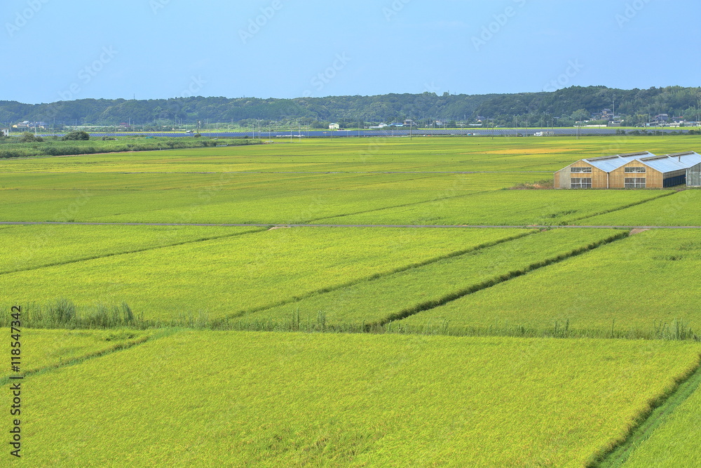 Rice paddy. It's in Inzai-shi, Chiba. The green fields and the open rice paddy are the very comfortable landscape.