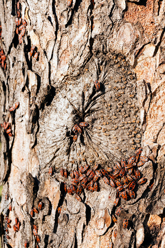 red begbugs on the tree photo