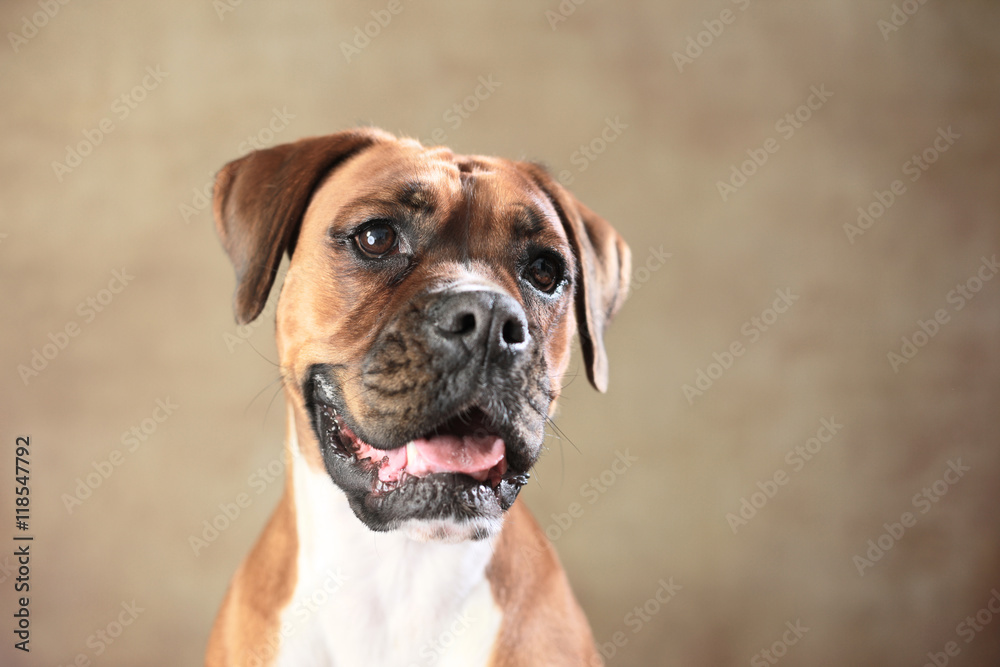 lächelnder Boxer Hund
