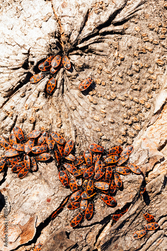 red begbugs on the tree