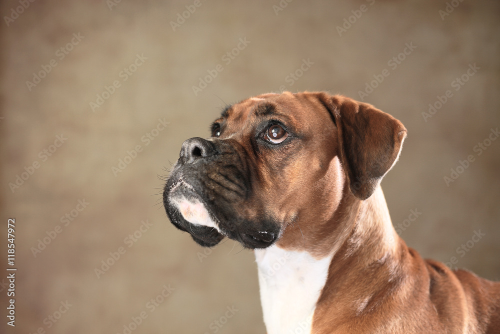 Boxer Hund im Seitenprofil Stock-Foto | Adobe Stock
