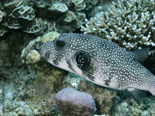 Pufferfish in the Red Sea, Egypt. © V.Devolder