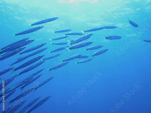 Barracudas in the Red Sea, Egypt.