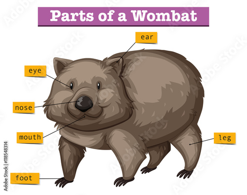 Diagram showing parts of wombat
