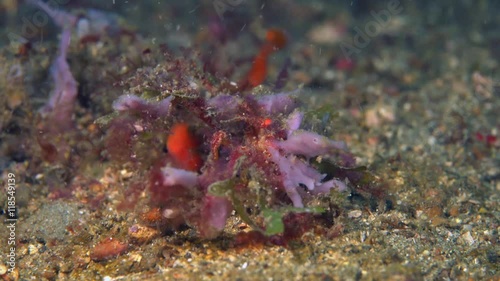 Decorator crab with sponge on head photo