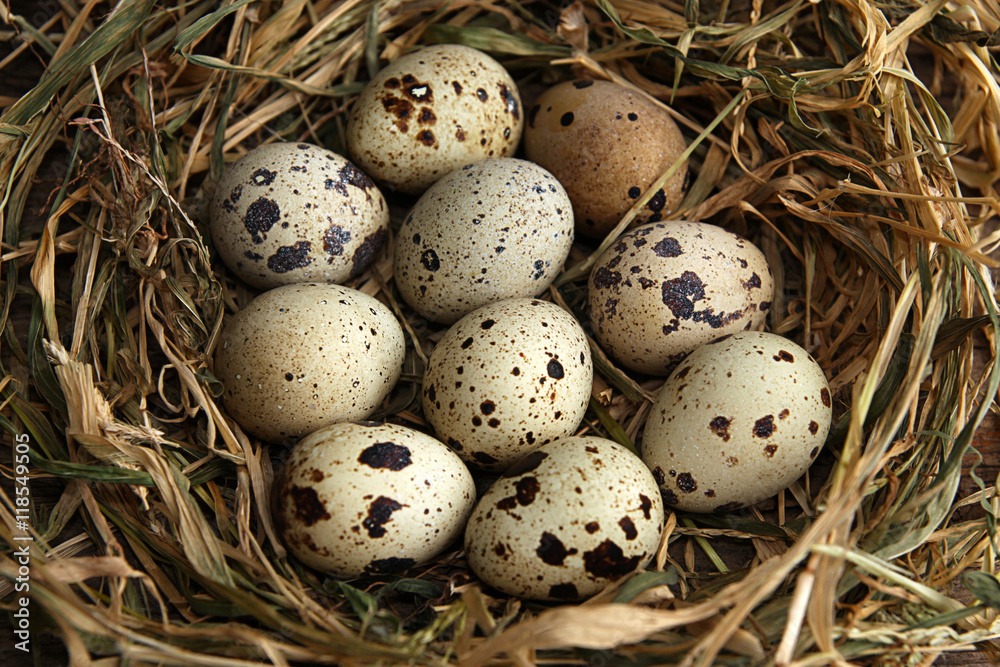 Quail eggs Quail eggs