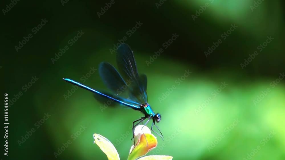 beautiful dragonfly
