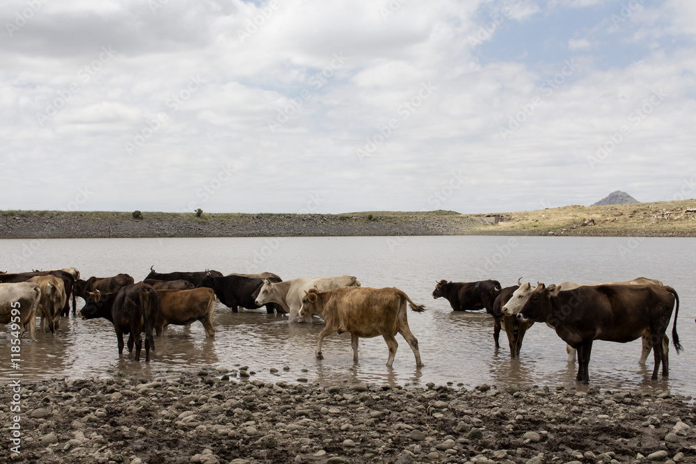 Cows at the watering hole Cows at the watering hole
