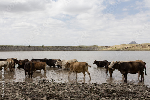 Cows at the watering hole © kirakos