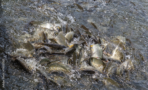 Many fish are fighting eat for food in river